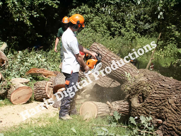 Tree surgeon Carl Springett, from Waterers carefully takes down a badly damaged Oak tree near to Temple Bar.